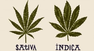 Indica versus sativa marijuana leaves