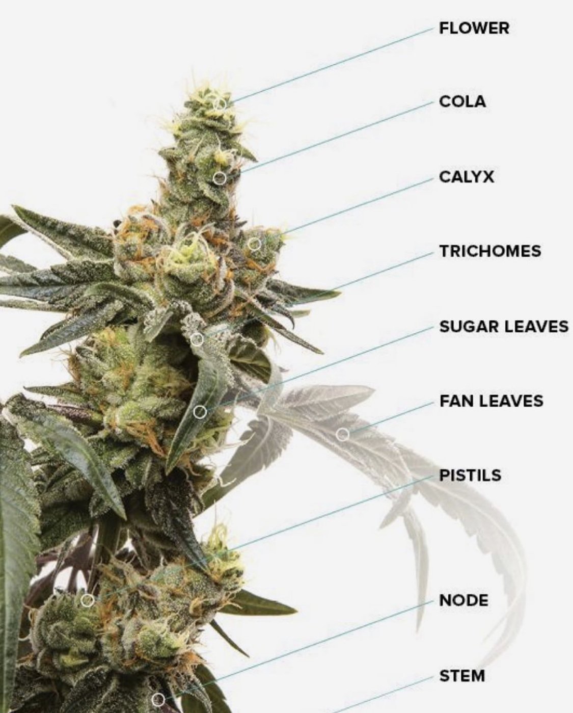 Parts Of A Marijuana Bud