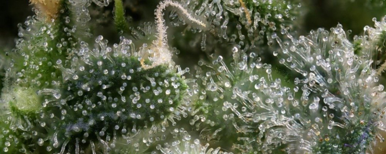 terpenes image