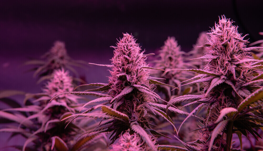 Top 7 Strongest Weed Strains 2022 - The Lodge Cannabis