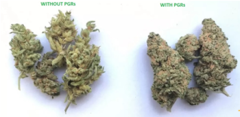 What is PGR Weed and How to Spot It - The Lodge Cannabis