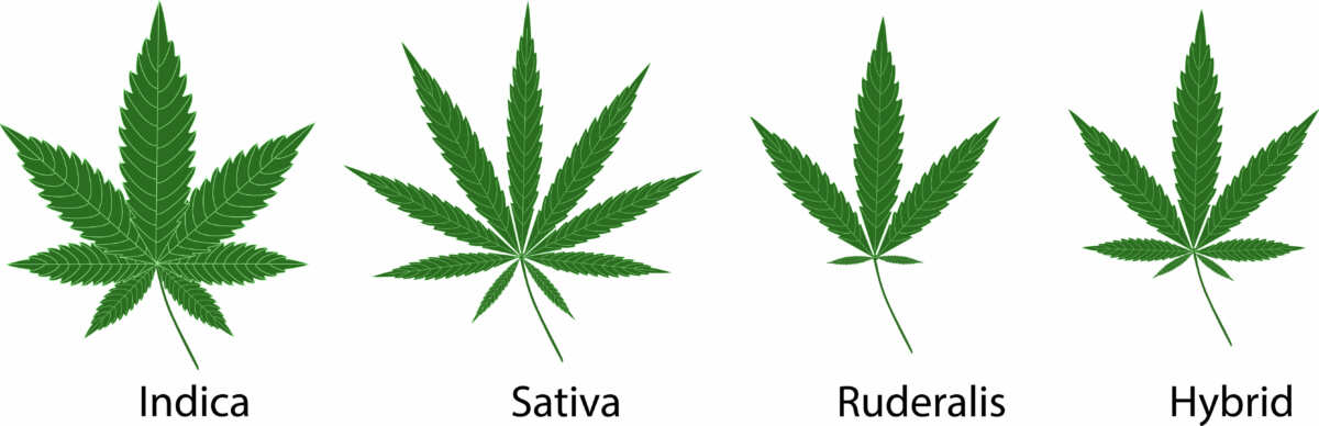 Where Is Sativa Rose