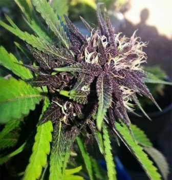 10 Best Looking Weed Strains: Most Beautiful Cannabis