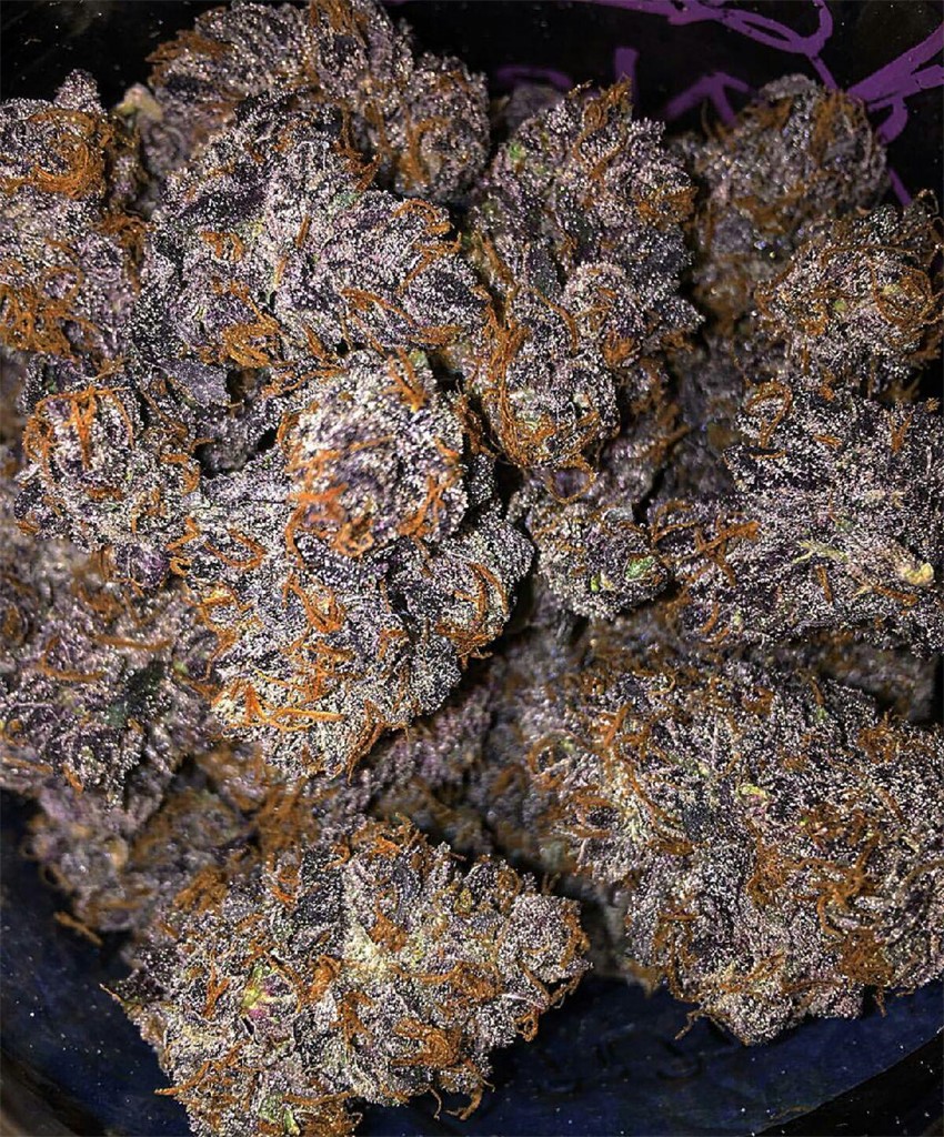 Gelato strain buds