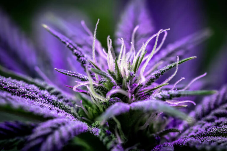 10 Best Looking Weed Strains: Most Beautiful Cannabis