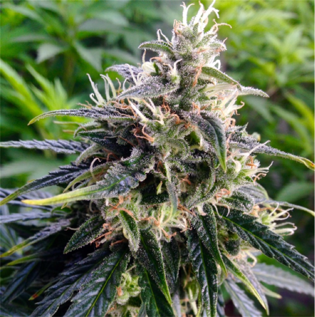 10 Best Looking Weed Strains: Most Beautiful Cannabis