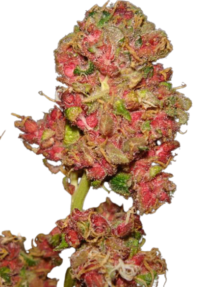 10 Best Looking Weed Strains: Most Beautiful Cannabis