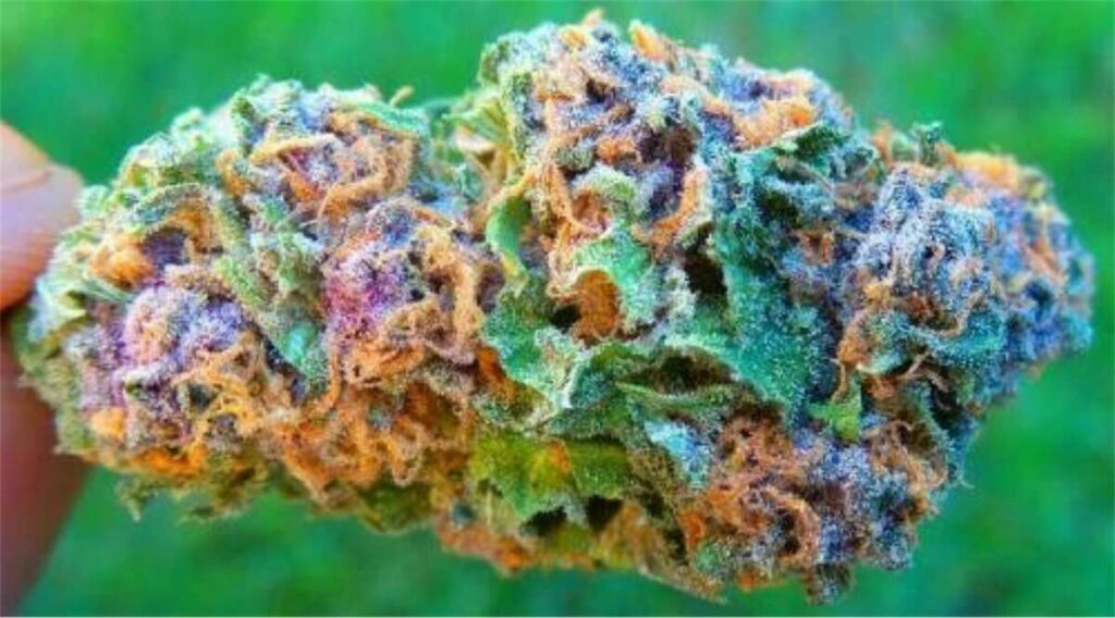 10 Best Looking Weed Strains: Most Beautiful Cannabis