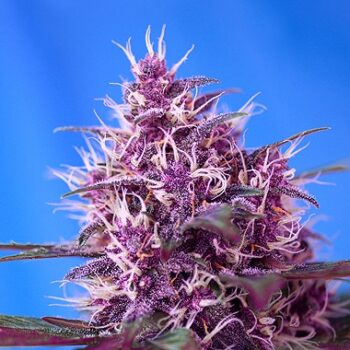 10 Best Looking Weed Strains: Most Beautiful Cannabis