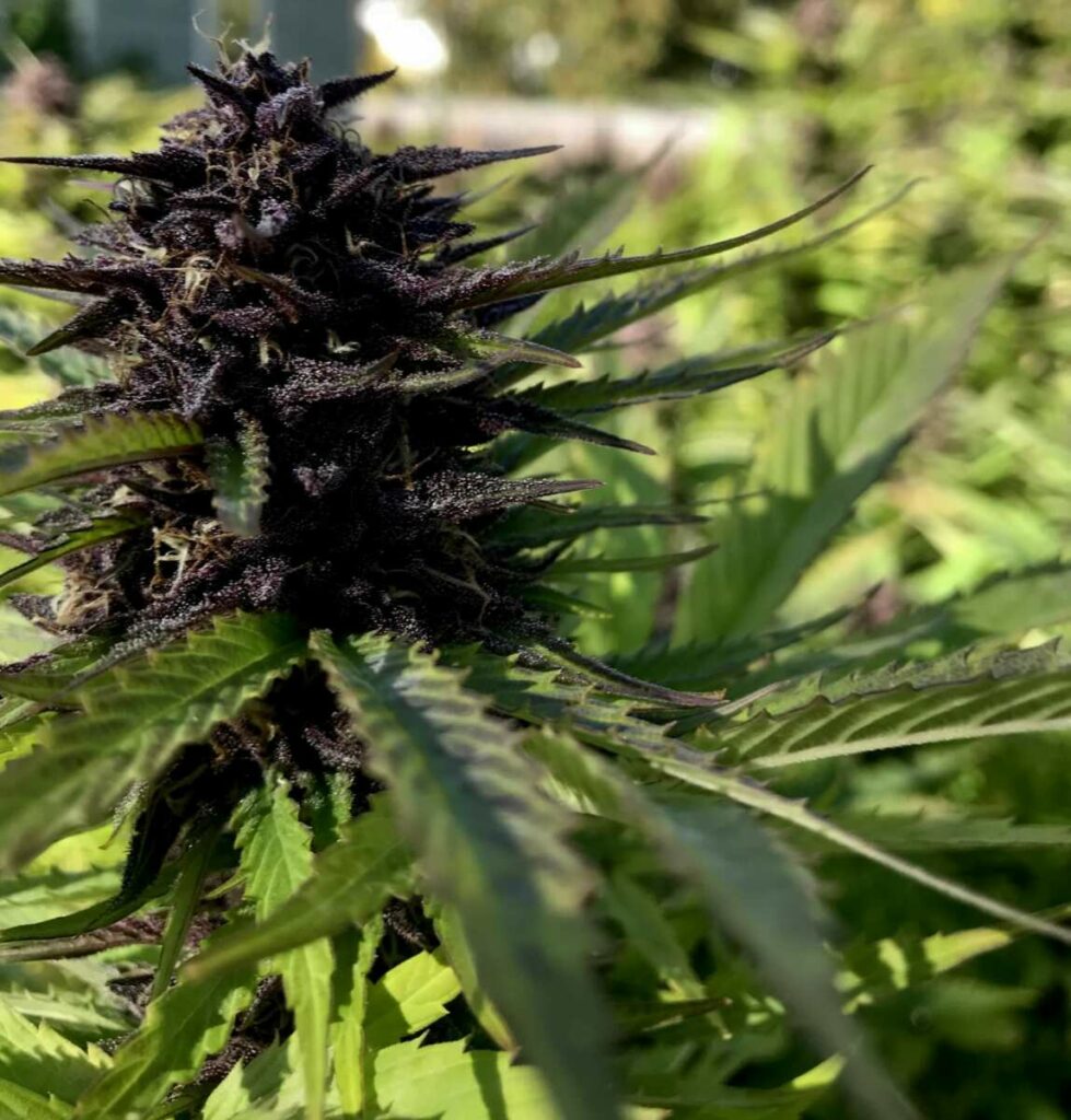 10 Best Looking Weed Strains: Most Beautiful Cannabis