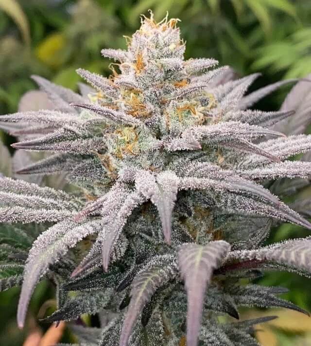 Grape Skunk strain