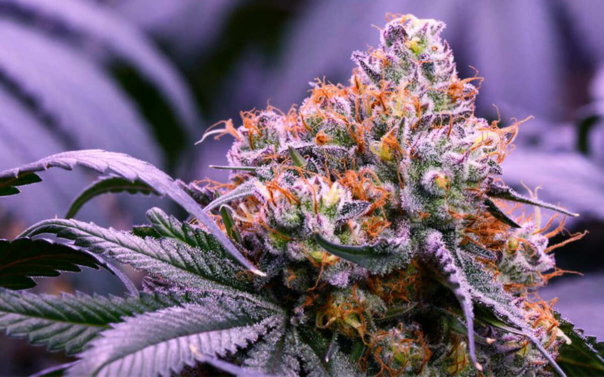 12 Best Purple Weed Strains: All About Purple Marijuana