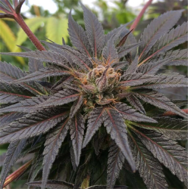 12 Best Purple Weed Strains All About Purple Marijuana