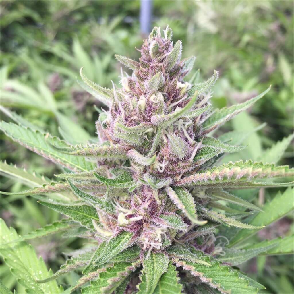 Purple Tangie strain