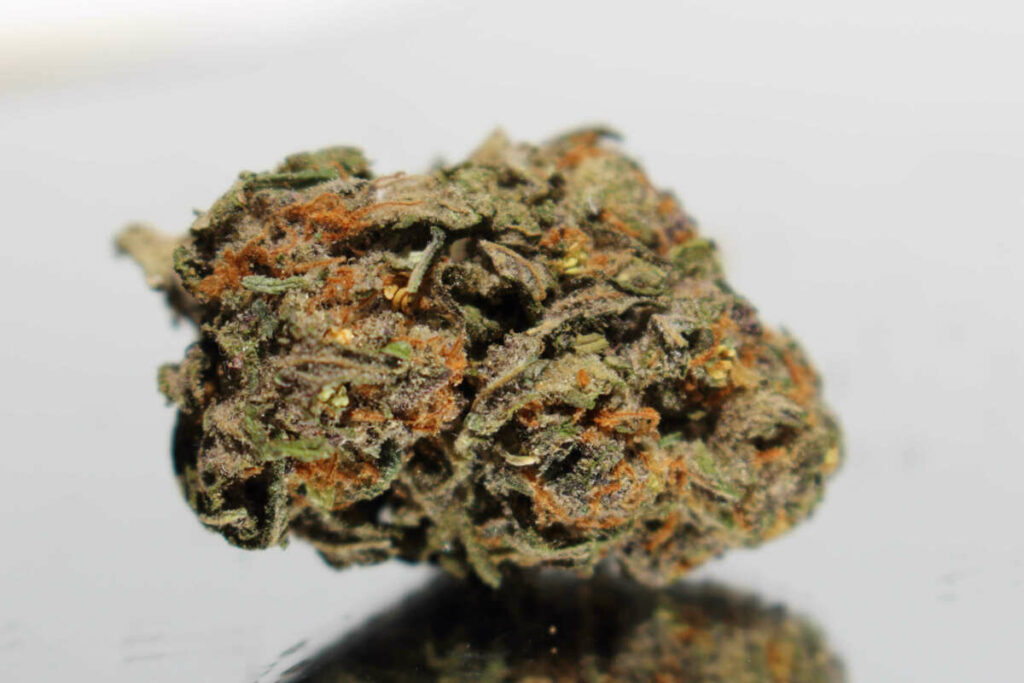 Zookies Strain Review The Lodge Cannabis Denver