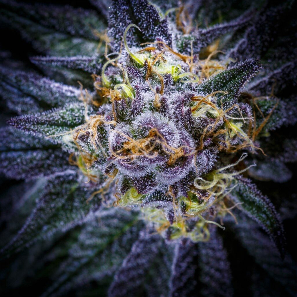 12 Best Purple Weed Strains: All About Purple Marijuana