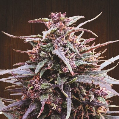 Purple Haze x Malawi strain