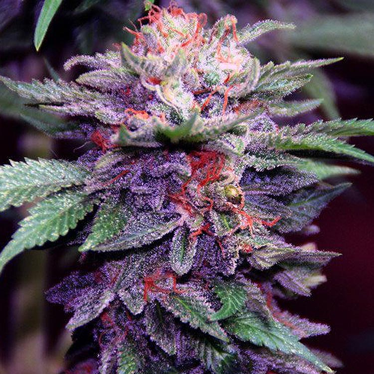 12 Best Purple Weed Strains All About Purple Marijuana