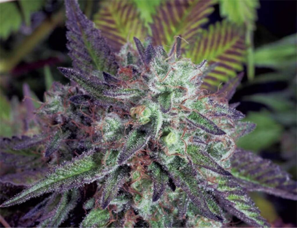 purple kush strain