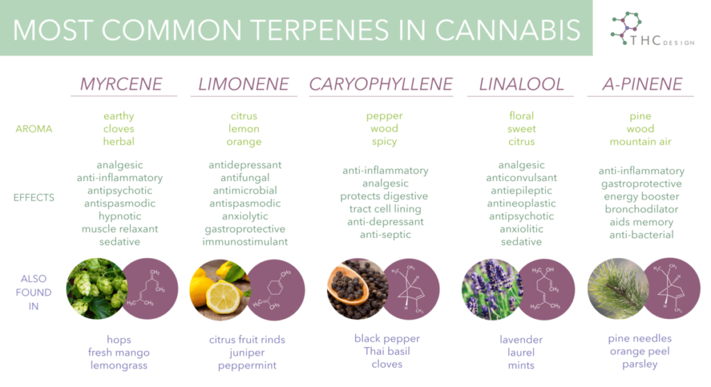 What Does Weed Smell Like: Most Common Marijuana Flavors