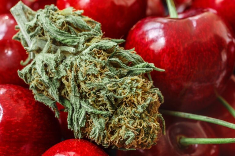 Best Cherry Weed Strains The Lodge Cannabis